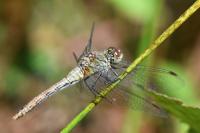 Sympetrum sanguineum