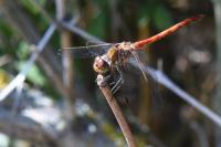 Sympetrum striolatum