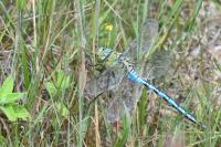 Anax imperator
