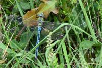 Anax imperator