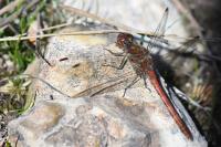 Sympetrum striolatum