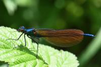 Calopteryx virgo