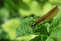 Calopteryx virgo