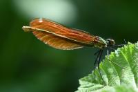 Calopteryx virgo