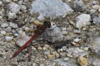 Sympetrum striolatum