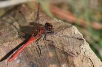 Sympetrum sanguineum