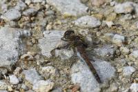 Sympetrum striolatum
