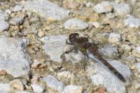 Sympetrum striolatum