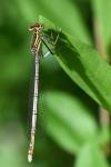 Platycnemis pennipes