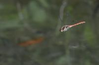 Sympetrum striolatum