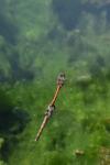 Sympetrum striolatum