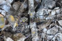 Sympetrum striolatum