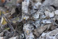Sympetrum striolatum