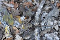 Sympetrum striolatum