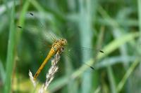 Sympetrum sanguineum