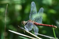 Sympetrum sanguineum