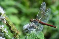 Sympetrum sanguineum
