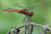 Sympetrum sanguineum