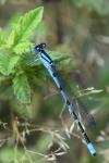 Enallagma cyathigerum