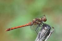 Sympetrum striolatum