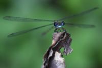 Chalcolestes viridis