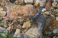 Orthetrum cancellatum
