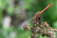 Sympetrum meridionale