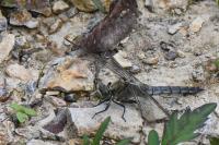 Orthetrum cancellatum