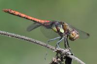 Sympetrum striolatum
