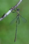 Chalcolestes viridis