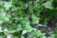 Aeshna mixta