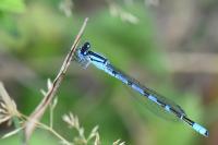 Enallagma cyathigerum