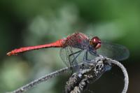 Sympetrum sanguineum