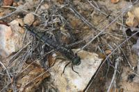 Orthetrum cancellatum