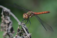Sympetrum striolatum