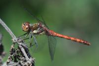 Sympetrum striolatum