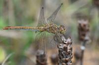 Sympetrum meridionale