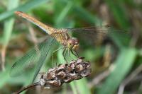 Sympetrum meridionale