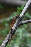 Sympetrum striolatum
