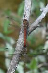 Sympetrum striolatum