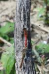 Sympetrum sanguineum