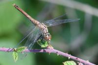 Sympetrum sanguineum