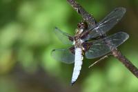 Libellula depressa