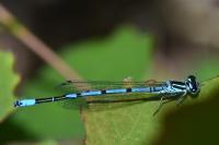 Coenagrion puella