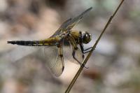 Libellula quadrimaculata