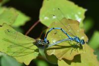 Coenagrion puella