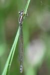 Coenagrion puella
