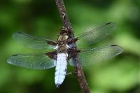Libellula depressa