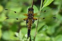 Libellula quadrimaculata