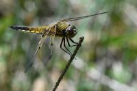 Libellula quadrimaculata